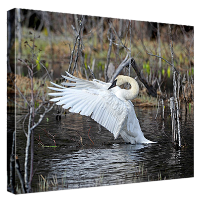Trumpeter Swan